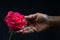 Hand holding single romantic red rose black background