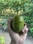 Hand Holding a Sliced Green Mango, a Burst of Freshness