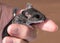 A hand holding a small gray field mouse, Peromuscus maniculatus.