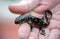 Hand holding a small spotted salamander