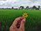 Hand holding small yellow flower Wedelia Chinensis