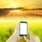 Hand holding smart phone green paddy rice in field and sky sunrise