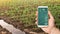 A hand is holding a smartphone with infographics on the background of leek and young cabbage plantations. Growing vegetables on