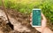 A hand is holding a smartphone with infographics on the background of a pepper plantation and irrigation channel. traditional