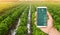 A hand is holding a smartphone with infographics on the background of traditional watering pepper plantations. Farming