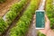 A hand is holding a smartphone with infographics on the background of traditional watering pepper plantations. Farming