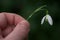 Hand holding snow drop flower