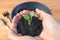 Hand holding soil with seedling for placing into the plant pot