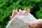 Hand Holding a Spawn Bags of Baby Pink Oyster Mushrooms Growing Out in the First Flush