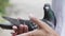 Hand holding speed racing pigeon