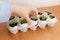 Hand holding sprouts in egg shells in carton box on wooden background. Reuse. Plastic free seedling
