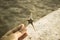 Hand Holding Starfish