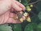 Hand holding a strawbery with Botrytis fruit rot or gray mold