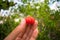 Hand holding a Surinam Cherry Eugenia uniflora - Ilha de Itamaraca, Brazil