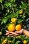 Hand holding tangerine orange fruit