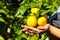 Hand holding tangerine orange fruit