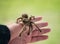 Hand holding a tarantula spider