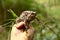 A hand holding a toad