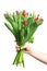 Hand holding tulip flowers