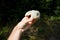 Hand holding two green edible musrhoom Russula aeruginea in forest