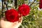 A hand holding two large red roses