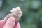 Hand holding vineyard snail in green background. Person holds snail in hand