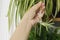 Hand holding white flowers of spider plant close up on background of room with plants. Chlorophytum blooming flowers and green