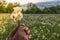 Hand holding white fluffy dandelion natural green background.Fragile dandelion feathers close up.Spring colorful nature. Dandelion