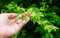 Hand Holding White Wrightia Religiosa Flowers on Tree