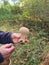 Hand holding wild forest puffball mushroom devils snuffbox wolf farts