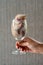 Hand Holding Wine glass with kitten sleeping inside