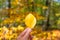 Hand holding a yellow autumnal leaf, blurred forest background