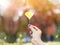 Hand holding yellow ginko leaf in autumn