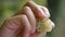 Hand holding yellow grapes checking harvest vertical closeup. Inspecting crop