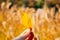 Hand holding yellow leaf. Gwanggyo Lake Park at autumn in Suwon, Korea