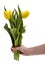 Hand holding yellow tulips