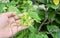 Hand Holding Yellow Ylang Ylang Flowers on Vine