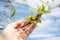 Hand holding a young green sprig of poplar.