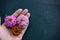 Hand holding Zinnia flower heads with copy space on black background