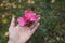 Hand holds bud of pink rose, romance and love.