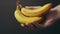 Hand holds a bunch of ripe bananas on a dark background