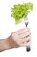 Hand holds fork with impaled fresh leaf lettuce