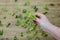 Hand holds fresh green baby saltbush