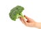 Hand holds fresh healthy brocoli.