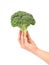 Hand holds fresh healthy brocoli.