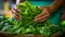 Hand holds fresh spinach in woven basket, AI Generated