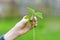 Hand holds grass with May beetle