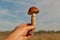 Hand holds large boletus mushroom closeup