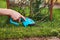 A hand holds a lawn mower and mows the grass near a rose Bush