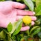 Hand holds mandarin fruit. Mandarin is a small evergreen tree, a species of the genus Citrus of the Route family